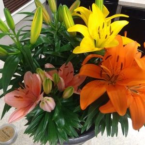 Meet your Posher, Paige